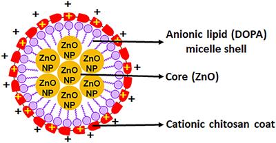 A Streamlined Study on Chitosan-Zinc Oxide Nanomicelle Properties to Mitigate a Drug-Resistant Biofilm Protection Mechanism